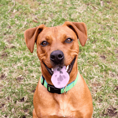5 Reasons To Adopt A Mutt - Doggijuana