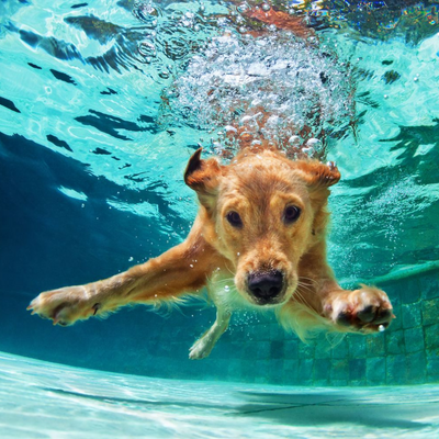 How to Keep Your Dog Cool This Summer