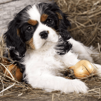 Why Onions Are Dangerous For Dogs