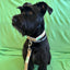Doggijuana® Hemp Dog Collar