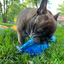 Get to the Beach Sea Turtle Refillable Dog Toy