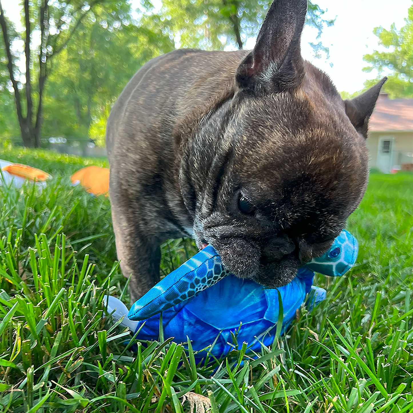 Get to the Beach Sea Turtle Refillable Dog Toy