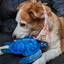 Get to the Beach Sea Turtle Refillable Dog Toy