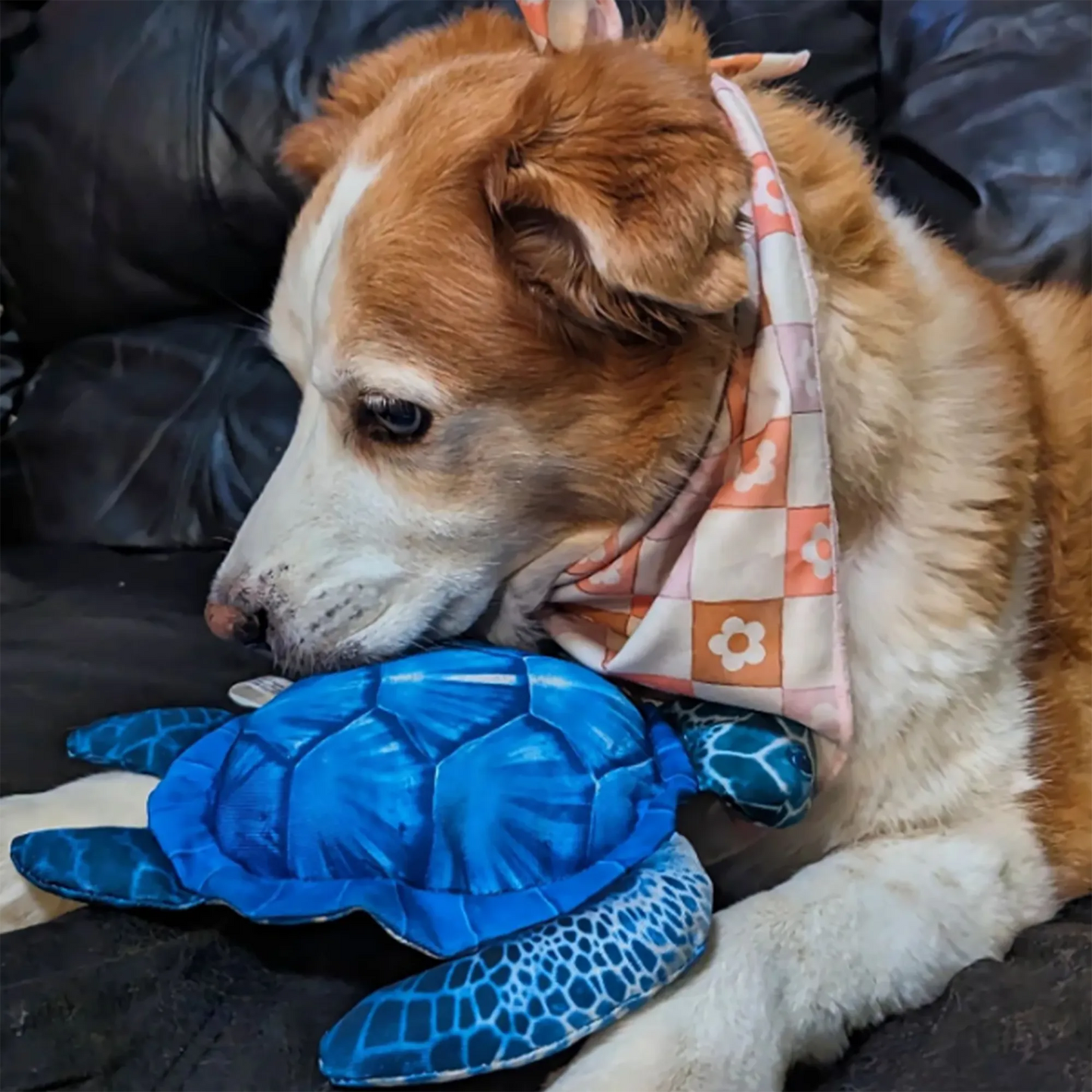 Get to the Beach Sea Turtle Refillable Dog Toy