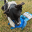 Get to the Beach Sea Turtle Refillable Dog Toy