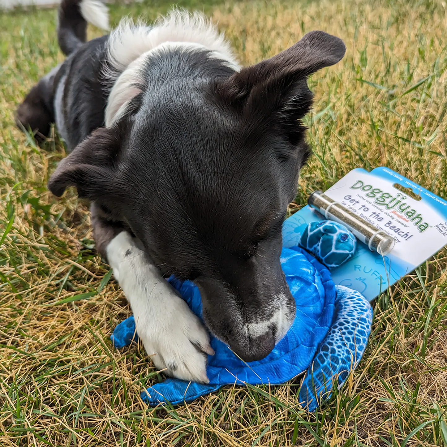 Get to the Beach Sea Turtle Refillable Dog Toy