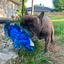 Get to the Beach Sea Turtle Refillable Dog Toy
