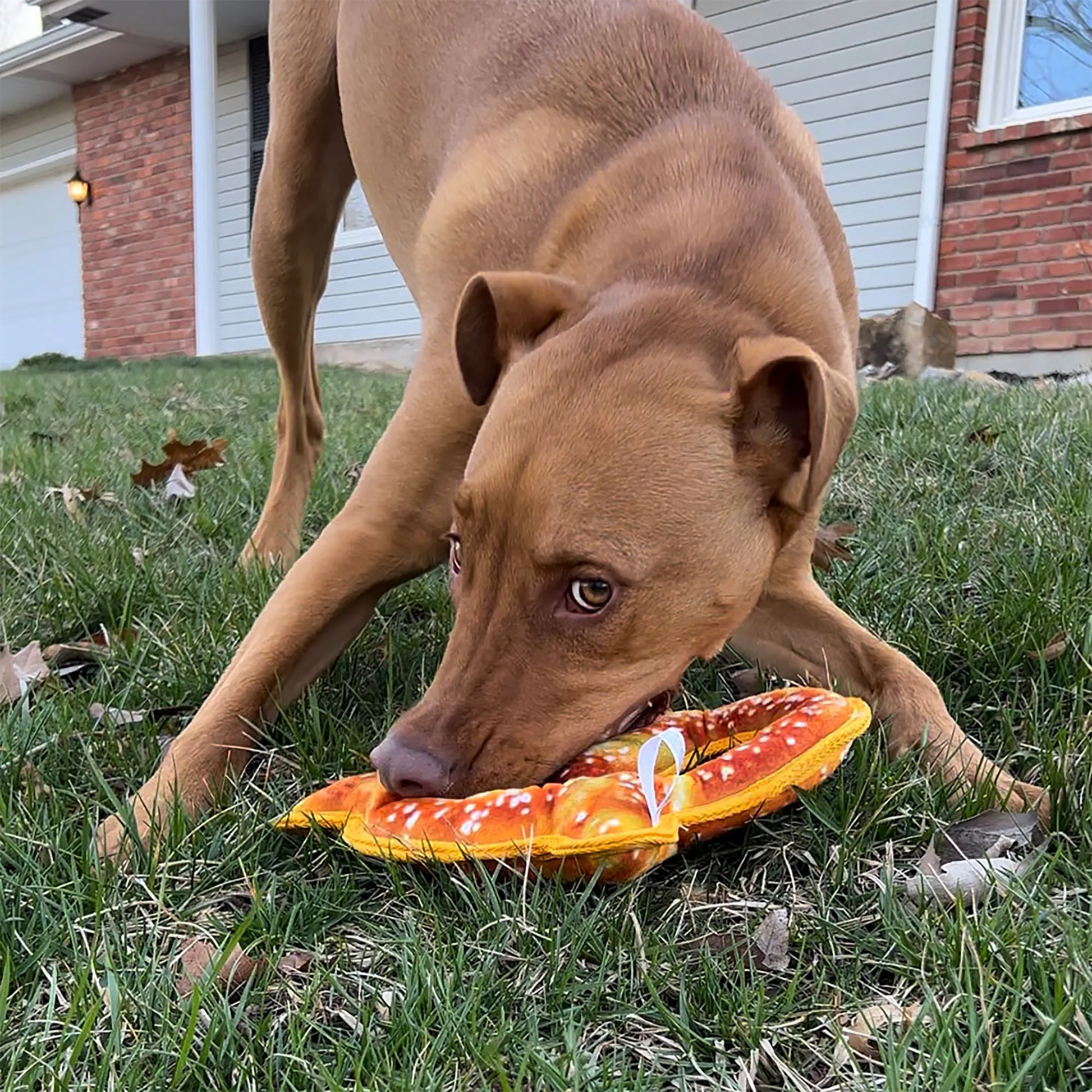 Playful dog chewing Doggijuana Pretzel Toy outdoors, promoting stress relief and engaging chewing fun with built-in Juananip.