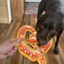 Chocolate Lab enjoying a tug session with Doggijuana Pretzel Toy, crafted for calming play with durable tuff fabric and Juananip inside.