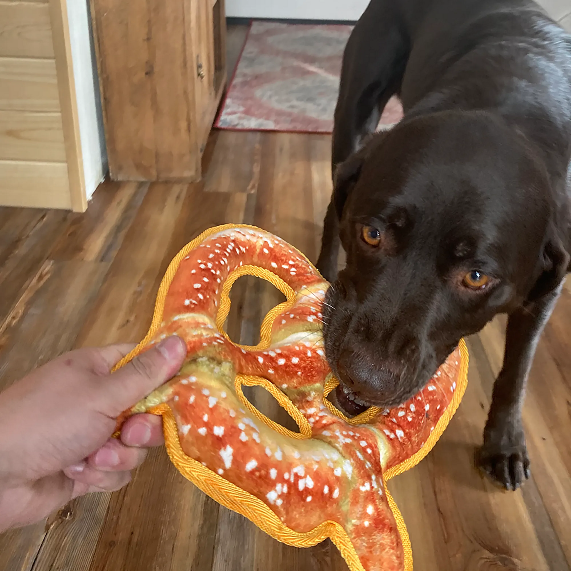 Chocolate Lab enjoying a tug session with Doggijuana Pretzel Toy, crafted for calming play with durable tuff fabric and Juananip inside.