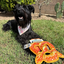 Happy Schnauzer posing with Doggijuana Pretzel Toy in the yard, designed to relax dogs with a refillable Juananip pocket and squeaker.