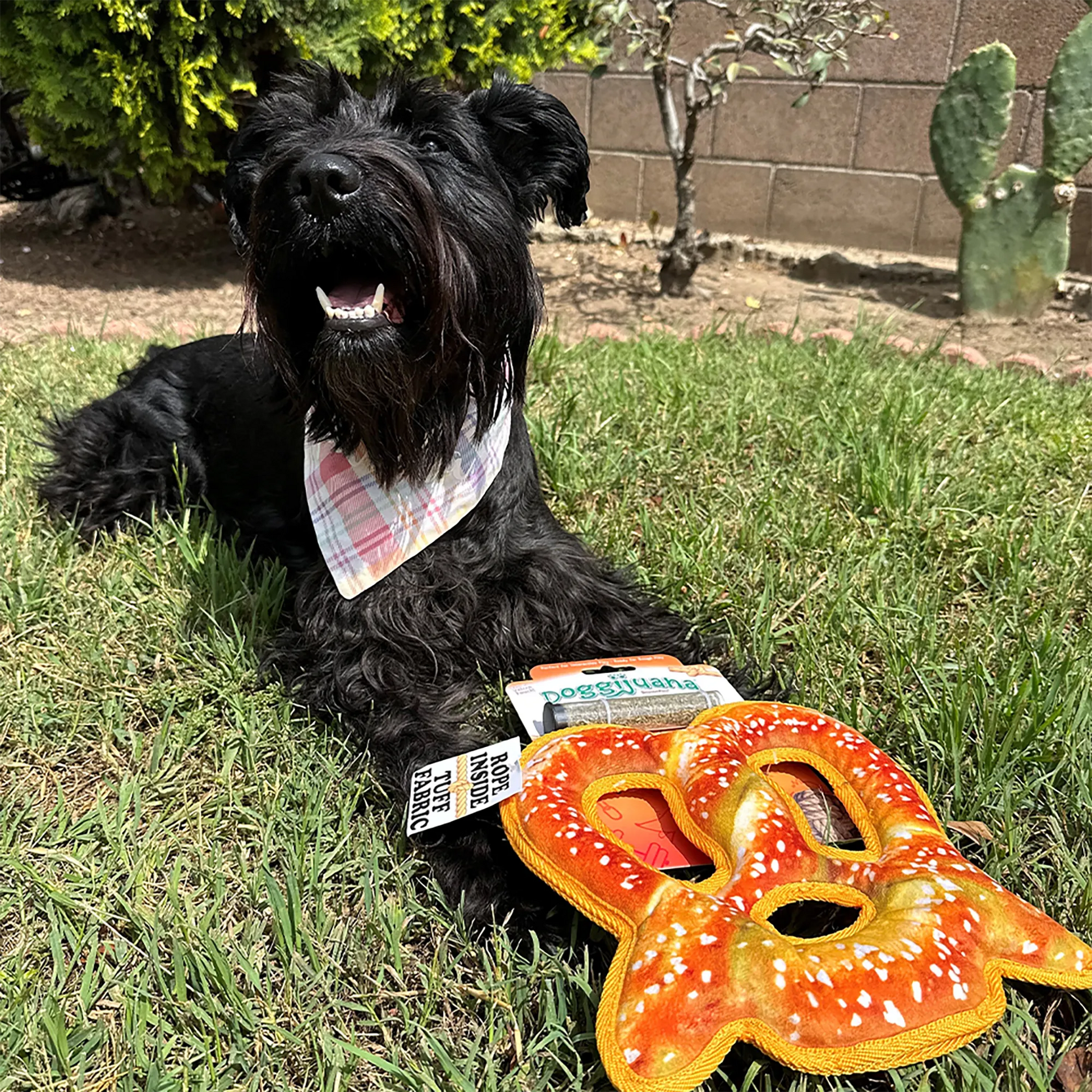 Happy Schnauzer posing with Doggijuana Pretzel Toy in the yard, designed to relax dogs with a refillable Juananip pocket and squeaker.