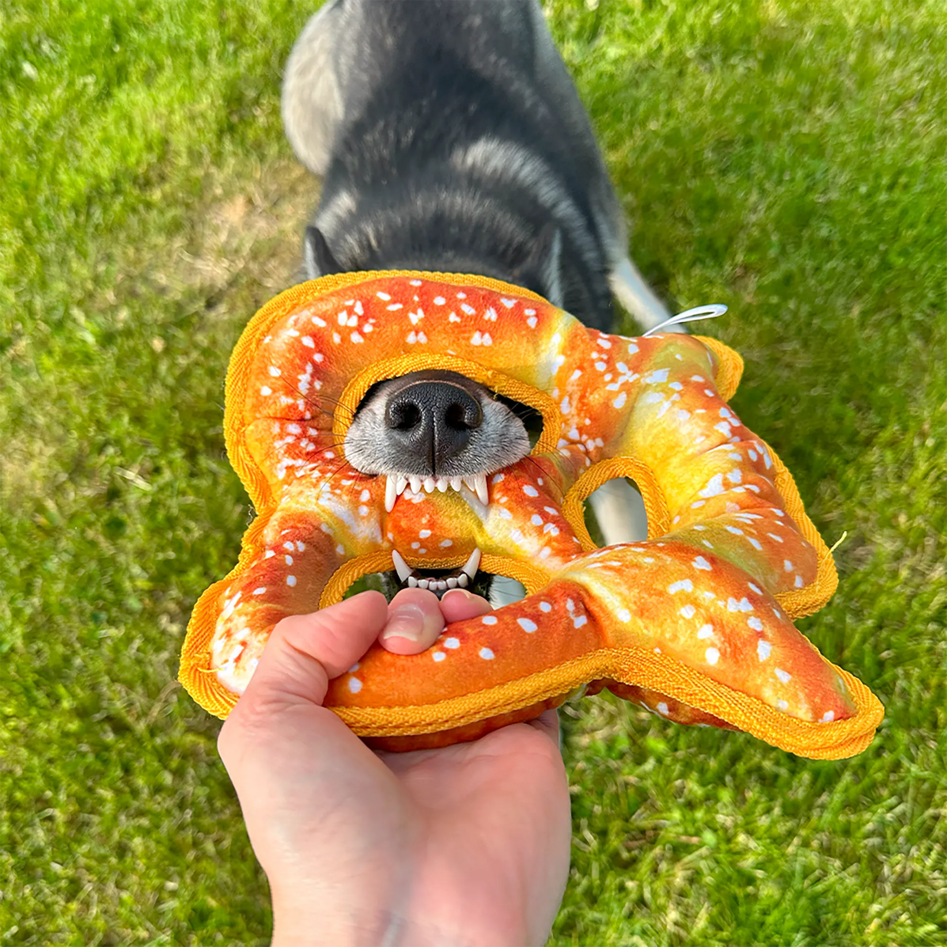 Playful dog chewing Doggijuana Pretzel Toy outdoors, promoting stress relief and engaging chewing fun with built-in Juananip.