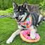 Dog happily playing outdoors with a pink donut-shaped toy filled with calming Juananip, perfect for medium chewers and interactive play.
