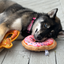 Dog relaxing while chewing on a donut-shaped toy filled with Juananip, promoting calm playtime with its durable rope core and squeaker.