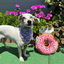 Small dog wearing a flowered bandana, smiling in front of a pink donut-shaped dog toy filled with Juananip for calming playtime.