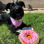 Happy dog with a donut-shaped toy on the grass, promoting calming effects with the Juananip refillable pocket for a longer, relaxed playtime.