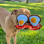 Dog playing with calming bacon and eggs dog toy, featuring a Juananip™ pocket to help relieve stress and encourage longer play.