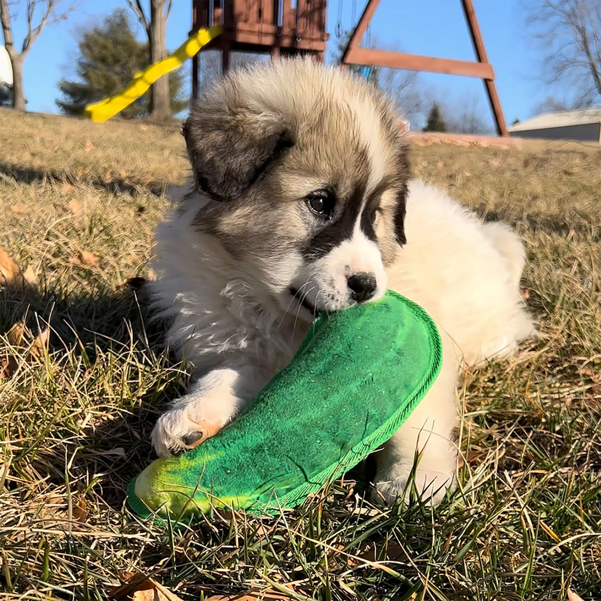 Small puppy chewing on the dill pickle-shaped dog toy while sitting outside in the grass.