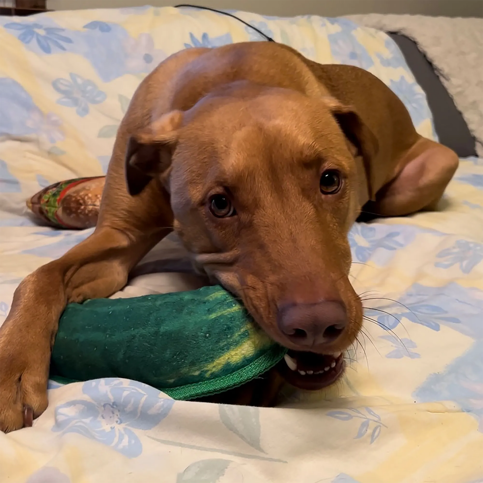 Dog chewing on the dill pickle-shaped toy while lying on a bed, with a relaxed expression.