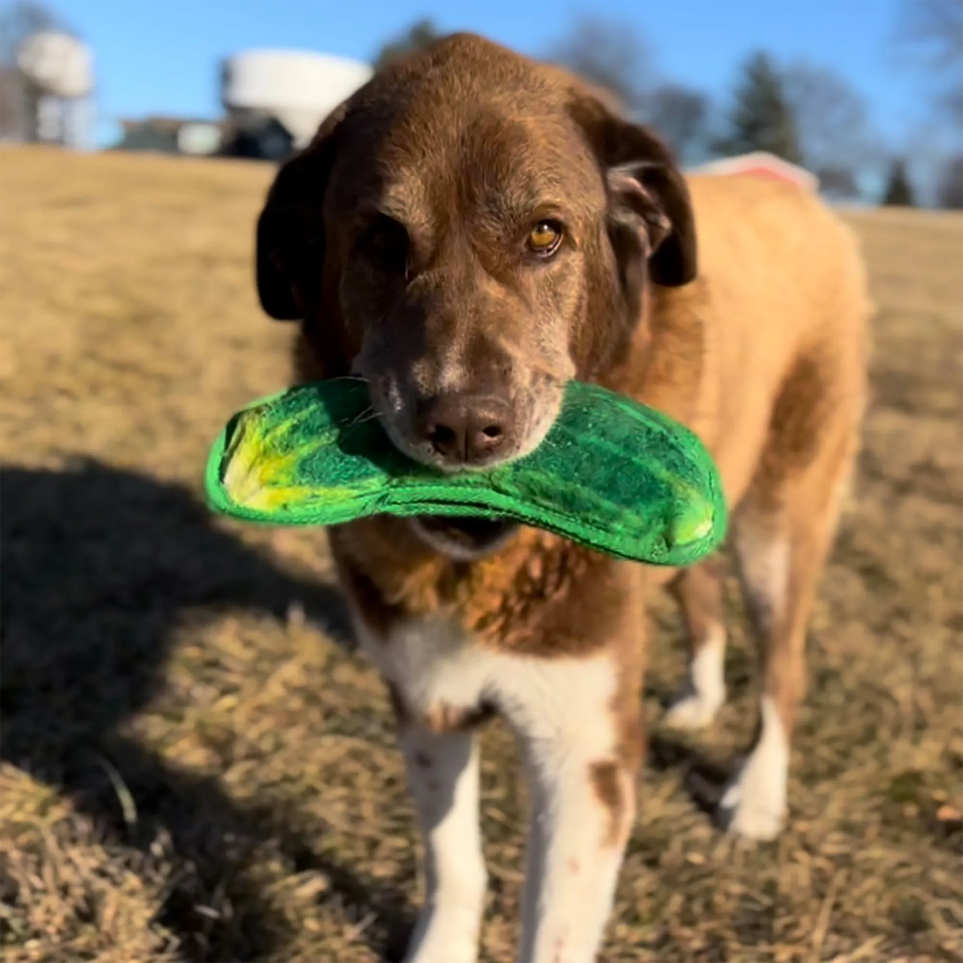 Dog outdoors holding a dill pickle-shaped toy in its mouth, looking directly at the camera.