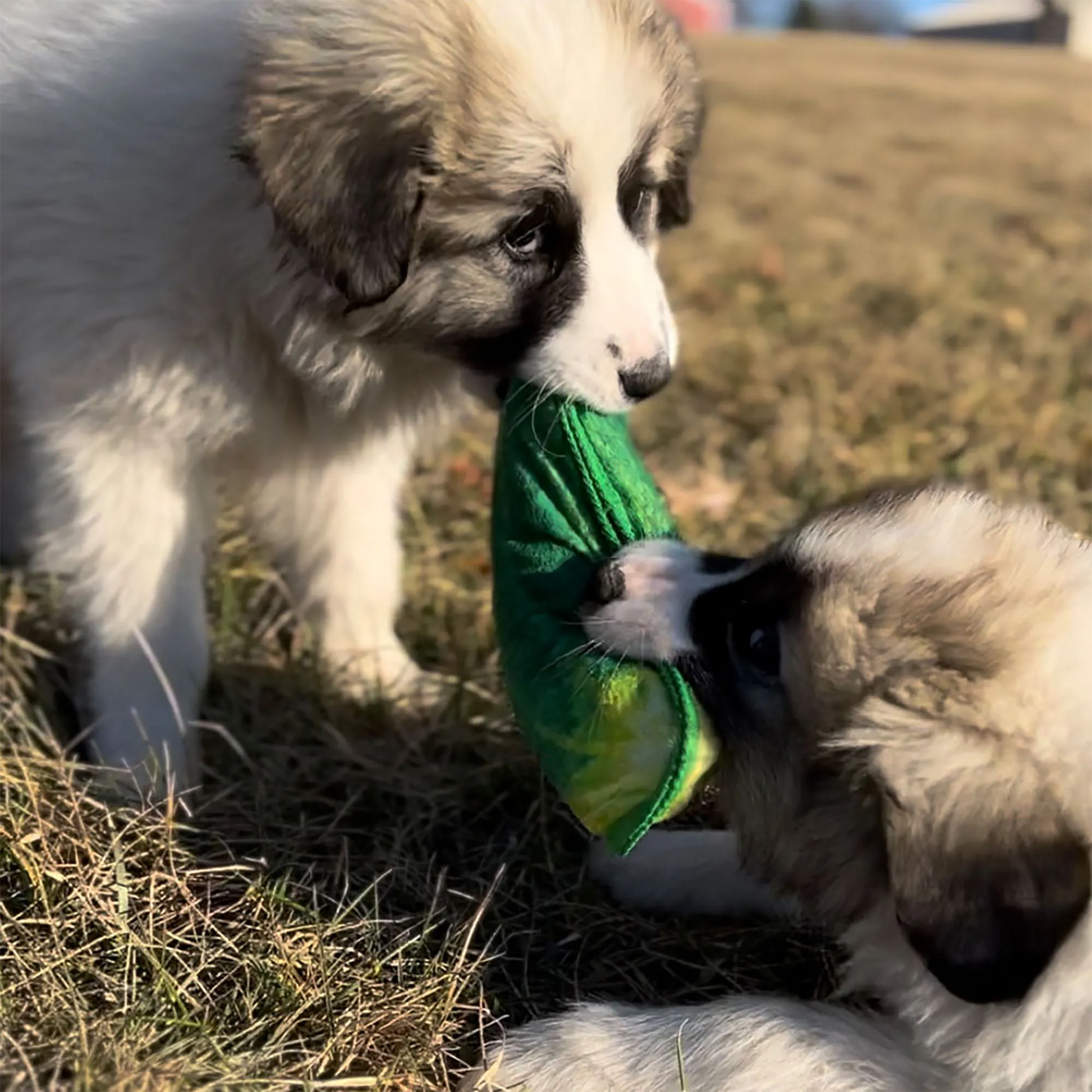 Two puppies playing with a dill pickle-shaped toy, each holding one end in their mouths.
