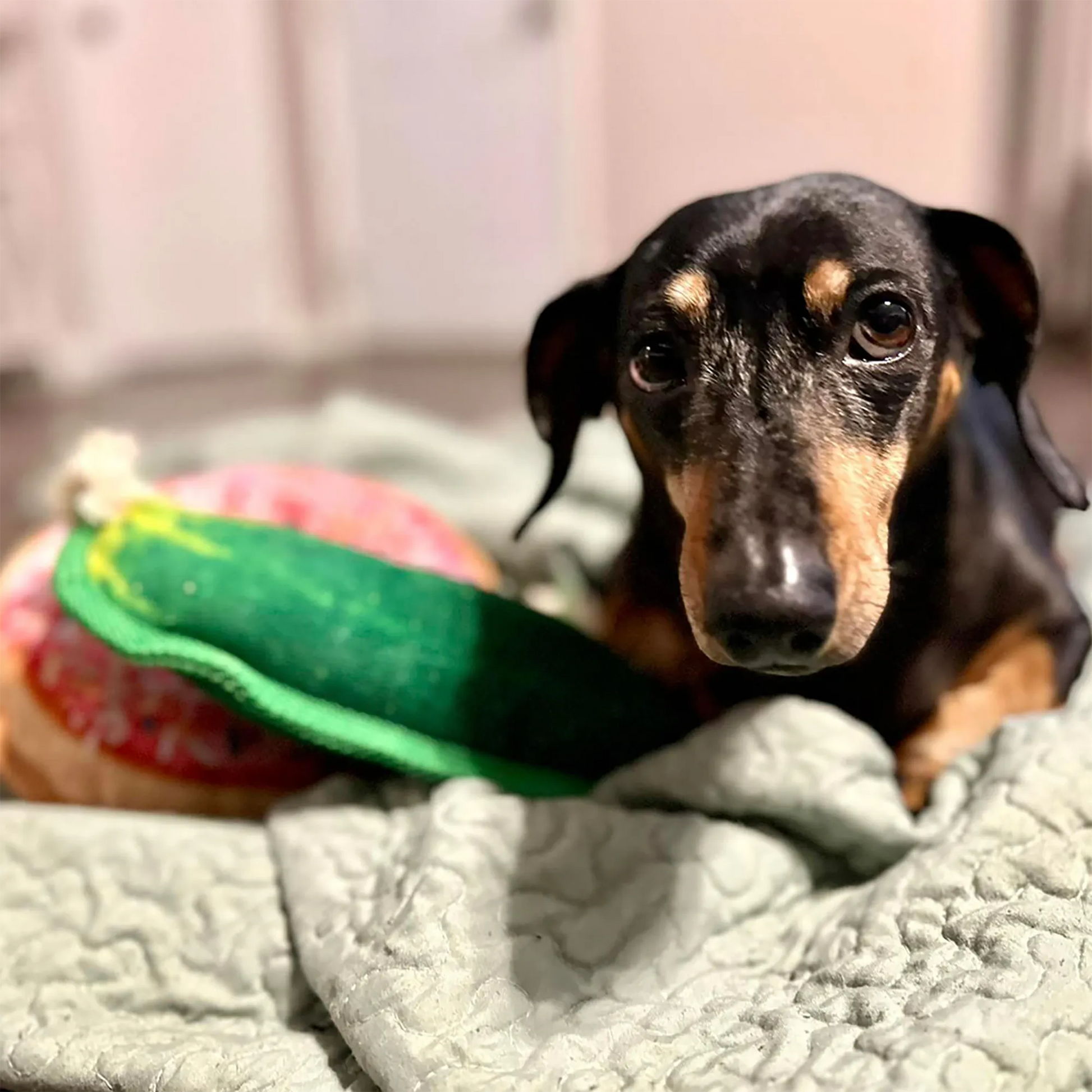 Dog chewing on the dill pickle-shaped toy while lying on a bed, with a relaxed expression.