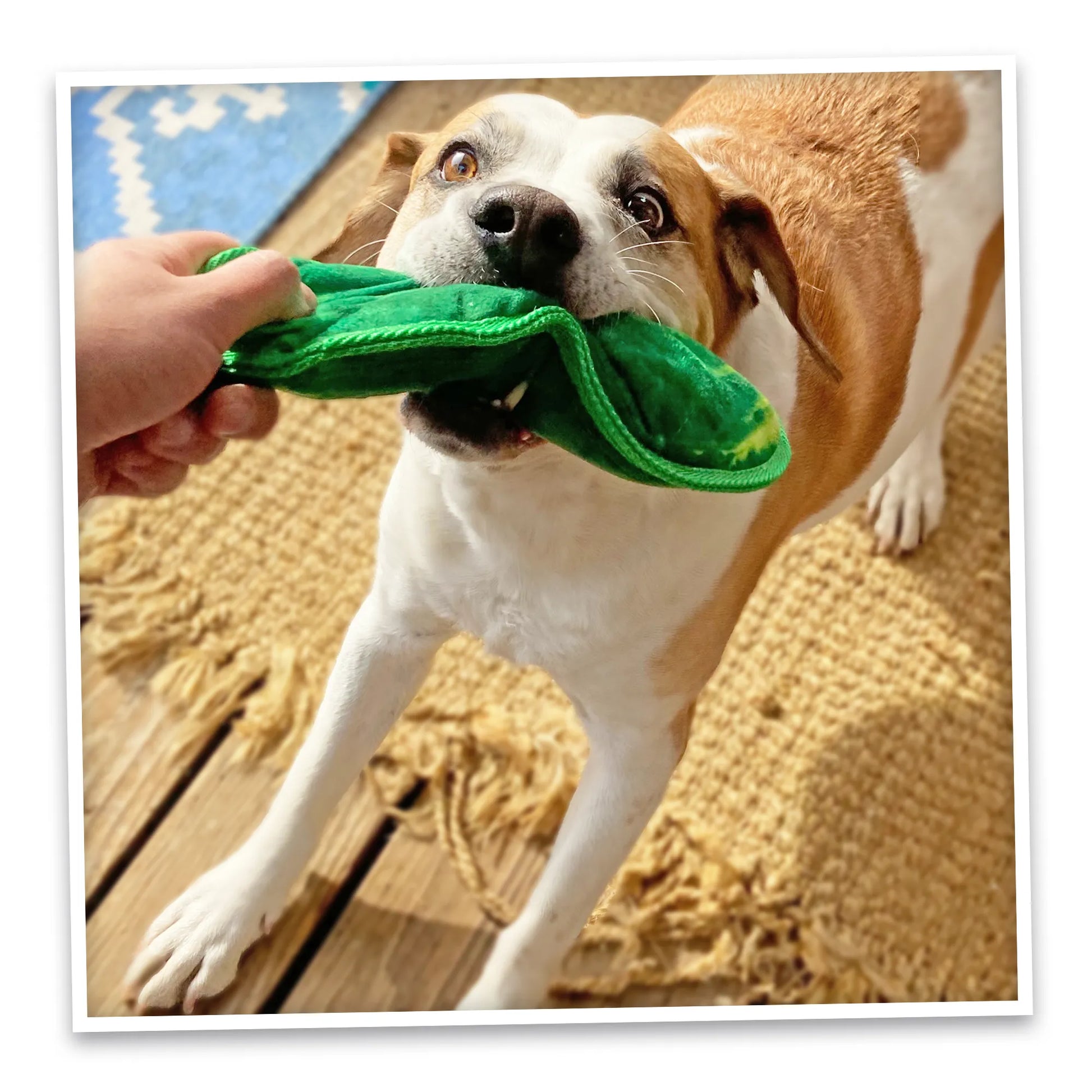 Dog tugging a pickle toy with excitement, highlighting interactive play benefits and stress relief for a calm and happy pup.