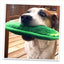 Adorable dog holding the pickle toy in its mouth, promoting the soothing effects of engaging toys designed for relaxation.