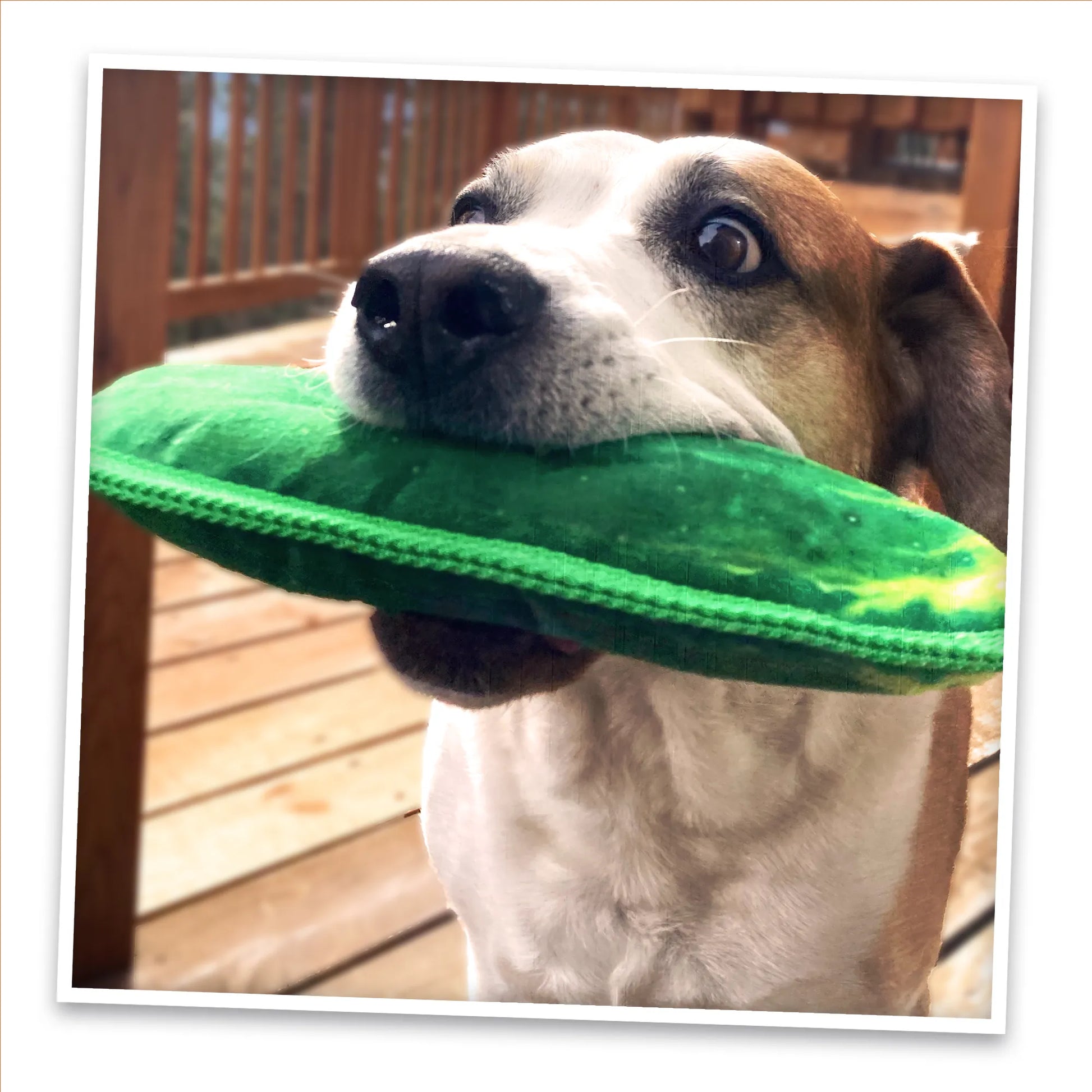 Adorable dog holding the pickle toy in its mouth, promoting the soothing effects of engaging toys designed for relaxation.