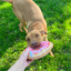 Tuffer Chewer Doggi Duo Bundle - Pink Donut & Juananip