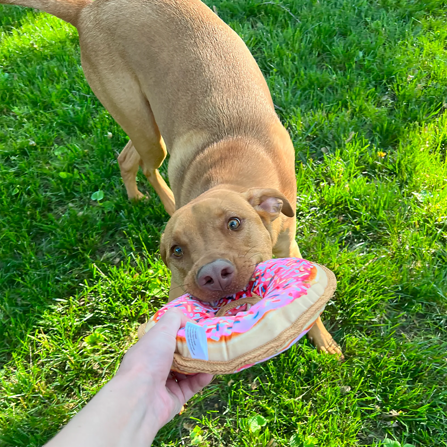 Tuffer Chewer Doggi Duo Bundle - Pink Donut & Juananip