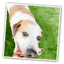 Tuffer Chewer Mini Doggi Duo Bundle - Kebab