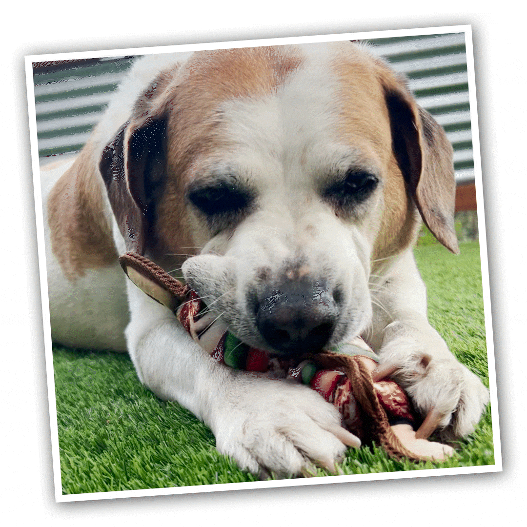 Tuffer Chewer Mini Doggi Duo Bundle - Kebab