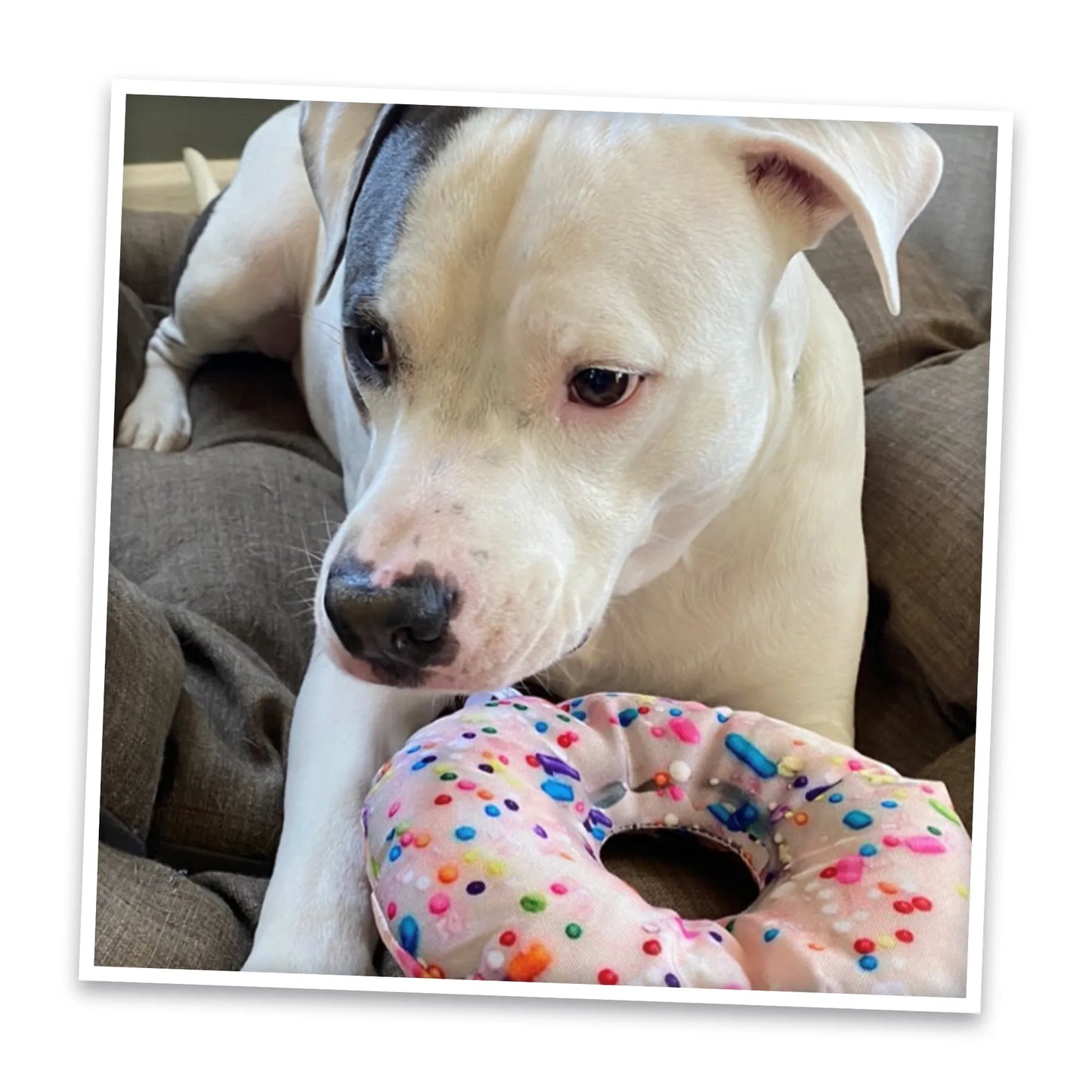 Get the Munchies Donut Refillable Dog Toy