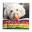 Get the Pawty Started Cake Slice Refillable Dog Toy