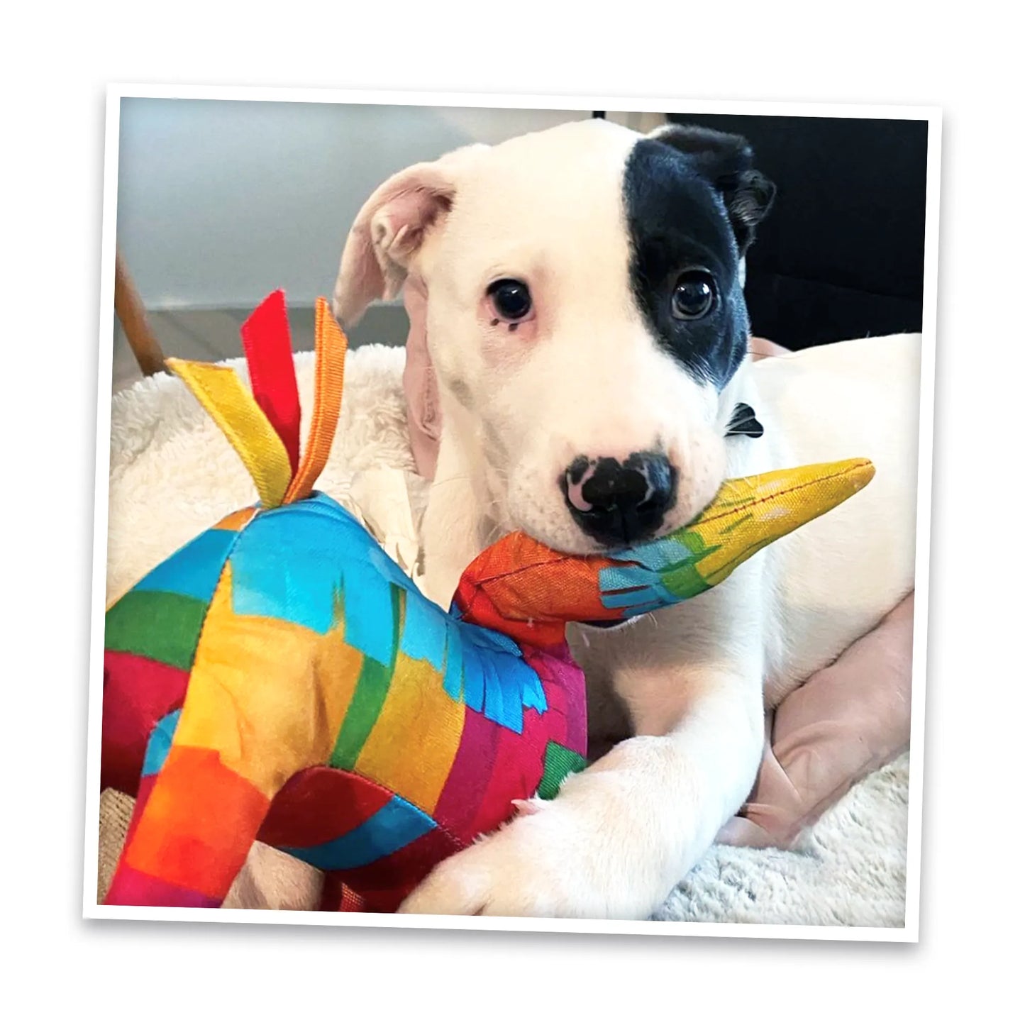 Get the Pawty Started Llama Piñata Refillable Dog Toy