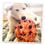 Get the Munchies Cookie Refillable Dog Toy