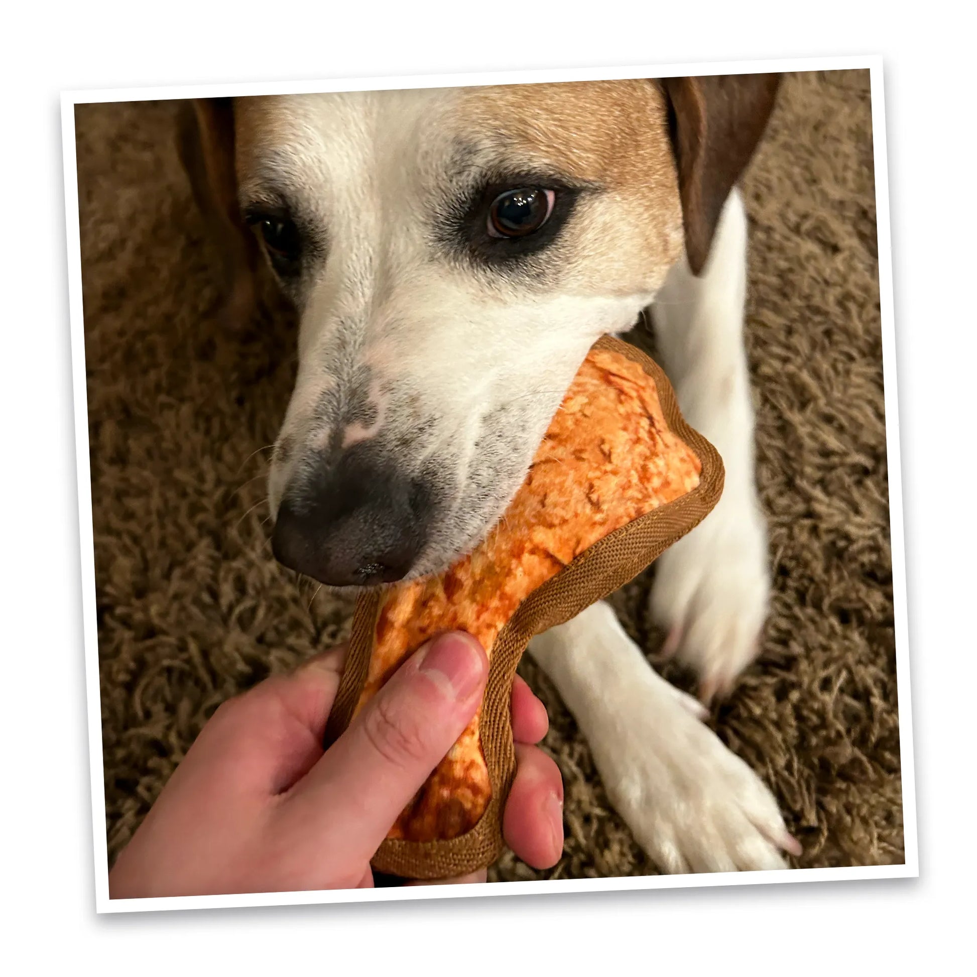 A dog enthusiastically chewing on the Doggijuana® Tuffer Chewer Mini, showcasing its durability and appeal.