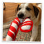 Dog enjoying the candy cane-shaped dog toy, chewing and playing with it on a carpeted floor.