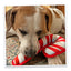 Dog chewing on a candy cane-shaped toy, with the toy's bright red and white stripes visible on a carpeted surface.