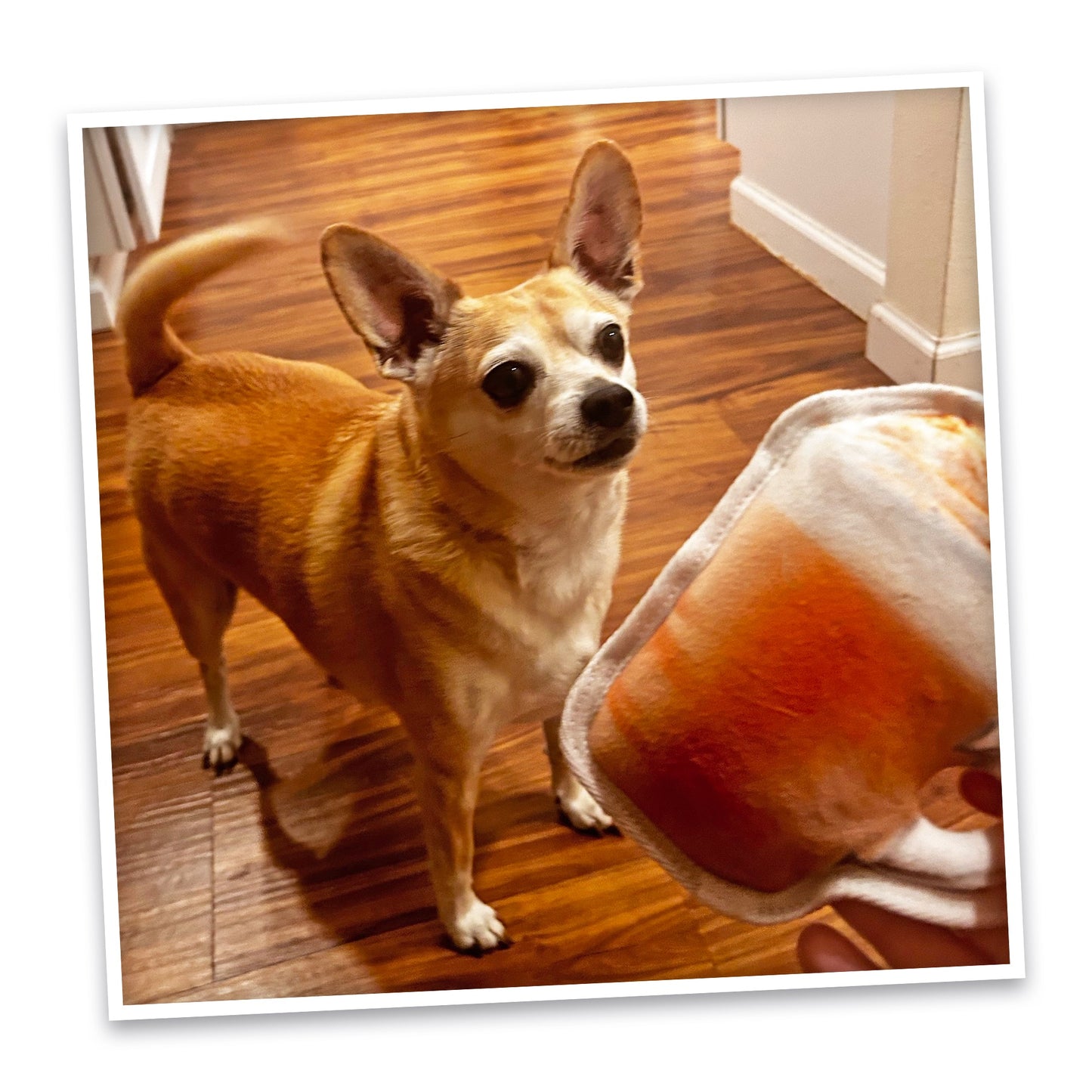 Tuffer Chewer Mini Pumpkin Spiced Latte & Juananip Bundle