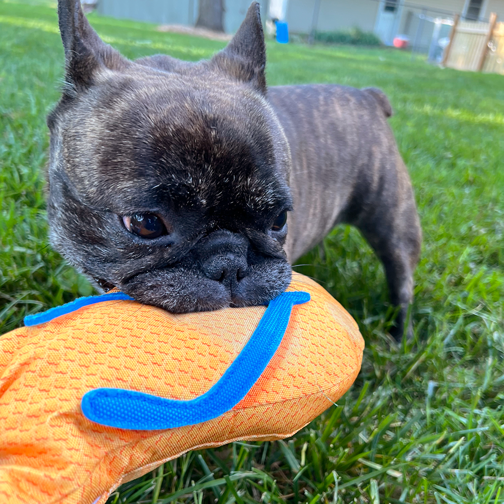Doggijuana Get To The Beach Refillable Flip Flop Toy by SmarterPaw