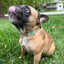 Doggijuana® Hemp Dog Collar