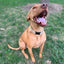 Doggijuana® Hemp Dog Collar